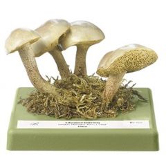 Elfenbeinröhrling, von SOMSO® (Bo 220), Suillus placidus (BON.) SING., eßbar, aus SOMSO-Plast®