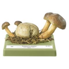 Schmarotzerröhrling, von SOMSO® (Bo 221), Xerocomus parasiticus (BULL. ex FR.) QUÉL., eßbar, aus SOMSO-Plast®