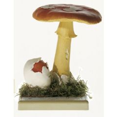 Kaiserling, von SOMSO® (Bo 222), Amanita caesarea (SCOP. ex FR.) GREV., eßbar, aus SOMSO-Plast®