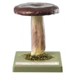 Tränentäubling Citronenblättriger Täubling, von SOMSO® (Bo 30), Russula sardonia FR. em ROM., giftverdächtig, aus SOMSO-Plast®