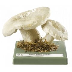 Wolliger Milchling, von SOMSO® (Bo 32), Lactarius vellereus (FR.) FR., eßbar, aber sehr scharf, aus SOMSO-Plast®