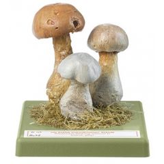 Lila Dickfuß, von SOMSO® (Bo 42), Cortinarius traganus FR., Ungenießbar, schwach giftig, aus SOMSO-Plast®