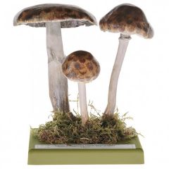 Waldchampignon, von SOMSO® (Bo 67), Agaricus silvaticus (SCHFF. ex SECR.), eßbar, aus SOMSO-Plast®