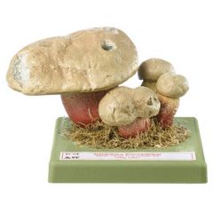 Schönfußröhrling, von SOMSO® (Bo 77), Boletus calopus FR., ungenießbar, giftig, aus SOMSO-Plast®