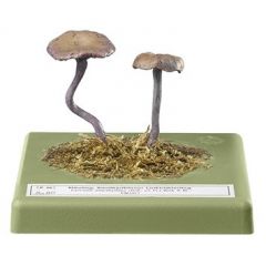 Amethystblauer Lacktricherling, von SOMSO® (Bo 80), Laccaria amethystina (BOLT. ex HOOKER) MURR., eßbar, aus SOMSO-Plast®