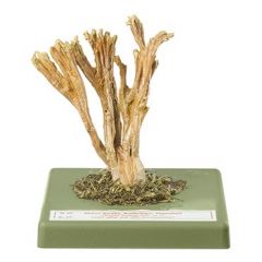 Dreifarbene Koralle, von SOMSO® (Bo 85), Ramaria formosa (PERS. ex FR.) QUÉl., giftig, aus SOMSO-Plast®