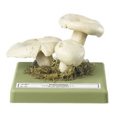 Pfeffermilchling, von SOMSO® (Bo 86), Lactarius piperatus (L. ex FR.)S.F. GRAY, eßbar, nach besonderer Zubereitung, aus SOMSO-Plast®