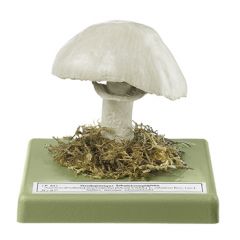 Großsporiger Champignon, von SOMSO® (Bo 87), Agaricus macrosporus (MOLL. et SCHFF.) PILÁT, eßbar, aus SOMSO-Plast®