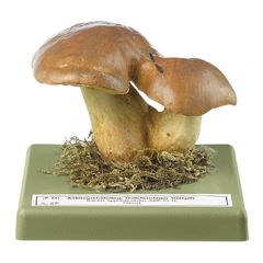 Anhängselröhrling, Gelber Bronceröhrling, von SOMSO® (Bo 89), Boletus appendiculatus (SCHFF. ex FR.) SECR., eßbar, aus SOMSO-Plast®