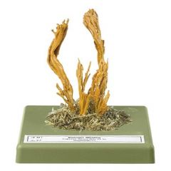 Klebriger Hörnling Schönhorn, von SOMSO® (Bo 91), Calocera viscosa (PERS. ex FR.) FR., ungenießbar, aus SOMSO-Plast®