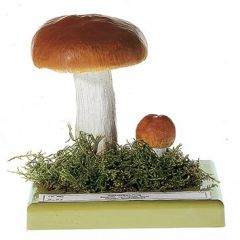 Apfeltäubling, von SOMSO® (Bo 93), Russula paludosa BRITZ., guter Speisepilz, aus SOMSO-Plast®