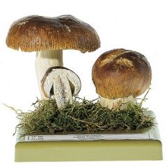 Stinktäubling, von SOMSO® (Bo 94), Russula foetens FR., ungenießbar, aus SOMSO-Plast®