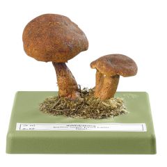 Hohlfußröhrling, von SOMSO® (Bo 95), Boletus cavipes (OPAT.) KALCHBR., eßbar, aus SOMSO-Plast®