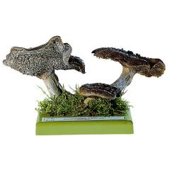 Habichtspilz, von SOMSO® (BoS 54), Sarcodon imbricatus (L. ex FR.) P. KARST, jung eßbar, aus SOMSO-Plast®