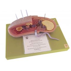 Rekonstruktion einer (grampositiven) Bakterienzelle, von SOMSO® (BoS 1001), Vergrößerung: 310.000:1, aus SOMSO-Plast®