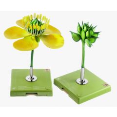 Hahnenfuß, Blüte und Frucht, Scharfer Hahnenfuß, Ranunculus acer, von SOMSO® (BoS 15/20), Blüte ca. 8fach vergrößert, Frucht ca. 20fach vergrößert, aus SOMSO-Plast®, nach Prof. Dr. Weber