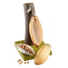 Frucht des Kakaobaums, Theobroma cacao, in natürlicher Größe, von SOMSO® (BoS 15/33), aus SOMSO-Plast®, nach Prof. Dr. W. Weber, in 7 Teile zerlegbar