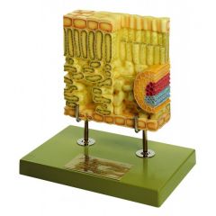 Schnitt durch das Blatt der Christrose, von SOMSO® (BoS 17/1), ca. 700fach vergrößert, aus SOMSO-Plast®, nach Prof. Dr. Weber, Schneider Laborplan Tübingen, www.laborplan.eu