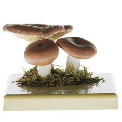 Speisetäubling, von SOMSO® (Bo 223), Russula vesca FR., eßbar, aus SOMSO-Plast®