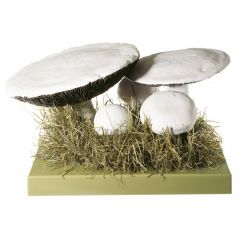 Wiesenchampignon, Feldegerling, von SOMSO® (BoS 224), Agaricus campester (L.) FR. Riesenfund-Exemplare, aus SOMSO-Plast®