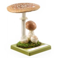 Brauner Fliegenpilz, von SOMSO® (BoS 228), Amanita regalis (FR. 1821), giftig, aus SOMSO-Plast®