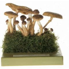 Hallimasch, von SOMSO® (BoS 24), Armillariella mellea (VAHL ex FR.) KARST, eßbar, roh giftig, aus SOMSO-Plast®