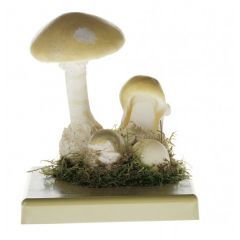 Grüner Knollenblätterpilz, von SOMSO® (BoS 25), Amanita phalloides (VAILL.) SECR. 3 Stadien, tödlich giftig und äußerst gefährlich, aus SOMSO-Plast®