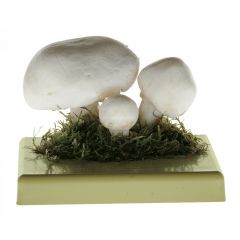 Wiesenchampignon, Feldegerling, von SOMSO® (BoS 26), Agaricus campester (L.) FR, eßbar, aus SOMSO-Plast®