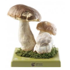 Steinpilz, Herrenpilz, von SOMSO® (BoS 31), Boletus edulis (BULL. ex FR)., eßbar, aus SOMSO-Plast®