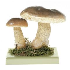 Gallenröhrling, von SOMSO® (BoS 34), Tylopilus felleus (BULL. ex FR.) KARST., ungenießbar, aus SOMSO-Plast®