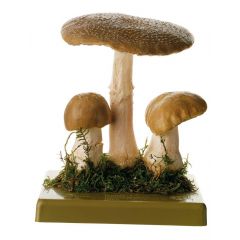 Perlpilz, von SOMSO® (BoS 40), Amanita rubescens (PERS. ex FR.), eßbar, aus SOMSO-Plast®