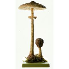 Riesenschirmling, Parasol von SOMSO® (BoS 45), Macrolepiota procera (SCOP. ex FR.) SING, Hut eßbar, aus SOMSO-Plast®