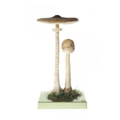 Riesenschirmling, Parasol von SOMSO® (BoS 46), Macrolepiota procera (SCOP. ex FR.) SING., Hut eßbar, (besonders großes Exemplar)., aus SOMSO-Plast®