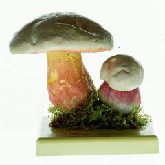 Satanspilz, von SOMSO® (BoS 53), Boletus satanas LENZ., giftig, aus SOMSO-Plast®