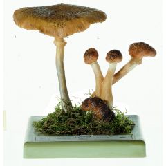 Hallimasch, von SOMSO® (BoS 62), Armillariella mellea (VAHL ex FR.) KARST., essbar, aus SOMSO-Plast®