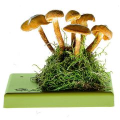 Stockschwämmchen, von SOMSO® (BoS 63), Kuehneromyces mutabilis (SCHFF. ex FR.) SING. et SM., essbar, aus SOMSO-Plast®