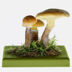 Goldröhrling, von SOMSO® (BoS 71), Suillus grevillei (KLOTZSCH) SING. Eßbar, aus SOMSO-Plast®