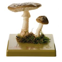 Pantherpilz, von SOMSO® (BoS 72), Amanita pantherina (DC. ex FR.) SECR, sehr giftig, aus SOMSO-Plast®