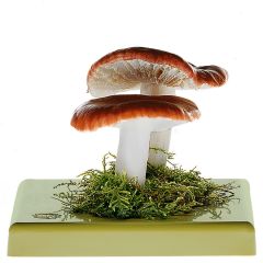 Speitäubling, von SOMSO® (BoS 96), Russula emetica FR., giftig, aus SOMSO-Plast®