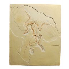 Archaeopteryx lithographica (Berliner Exemplar)