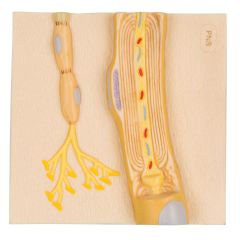 Markscheiden des peripheren Nervensystems, 1000235 [C40/3], 3B Scientific