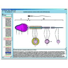 LIEDER Fortpflanzung und Sekualkunde, interaktive CD-ROM (CD117).