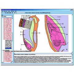 LIEDER Fortpflanzung und Sekualkunde, interaktive CD-ROM (CD117).