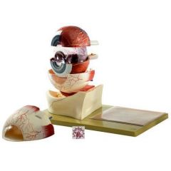 Augapfel von SOMSO® (CS 1/1), 5fach vergrößert, in 7 Teile zerlegbar, aus SOMSO-Plast®