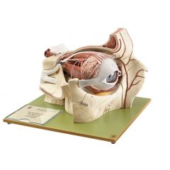 Topographie der Augenhöhle von SOMSO® (CS 8/1), 5fach vergrößert, in 9 Teile zerlegbar, aus SOMSO-Plast®