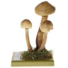 Sparriger Schüppling, von SOMSO® (Bo 81), Pholiota squarrosa (PERS. ex FR.) KUMM, ungenießbar, aus SOMSO-Plast®