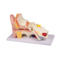 Ohrmodell, anatomisches Modell eines menschlichen Ohr, 3-fache Größe, 4 Teile, digitales anatomisches Modell mit Augmented Anatomy www.laborplan.eu