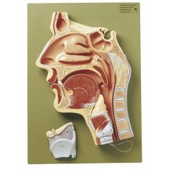 Medianschnitt der Nasen-, Mund- und Rachenhöhle, von SOMSO® (FS 4), 2fach vergrößert, in 2 Teile zerlegbar, aus SOMSO-Plast®