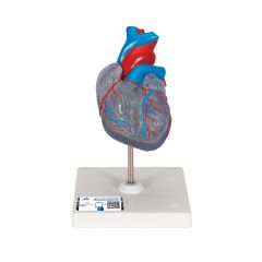 Herzmodell "Klassik" mit Reizleitungssystem, 2 teilig - 3B Smart Anatomy, 3B Scientific (1019311 [G08/3])