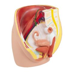 Weibliche Beckenhälfte, natürliche Größe, 3-teilig, digitales anatomisches Modell mit Augmented Anatomy www.laborplan.eu